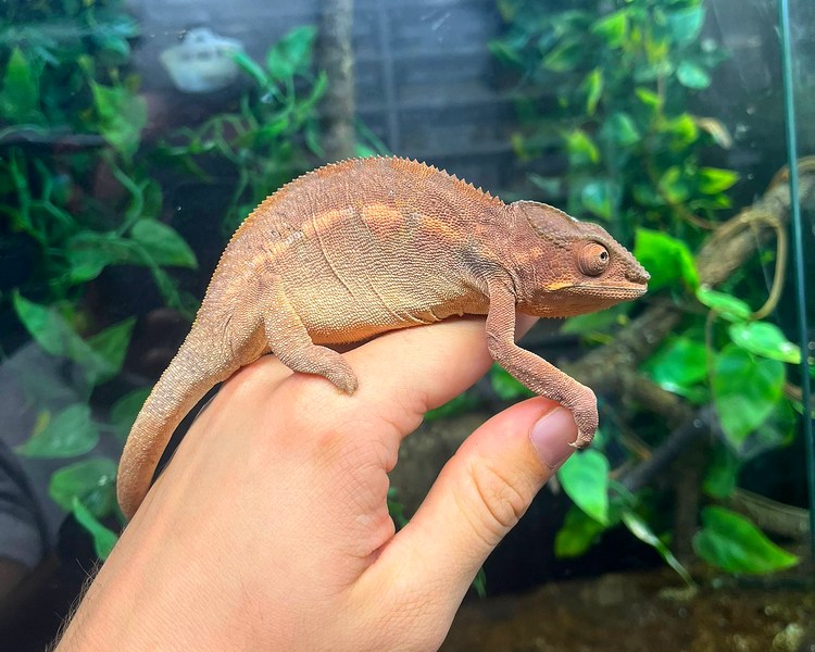 "Sambava" Panther Chameleon - Female - Sub Adult