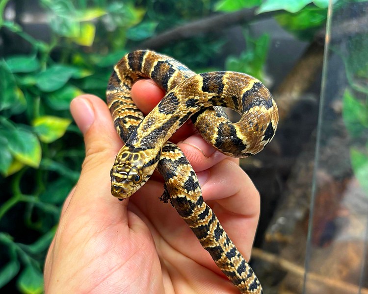 100% Het Hypo pos Lavender False Water Cobra ~ Juvenile