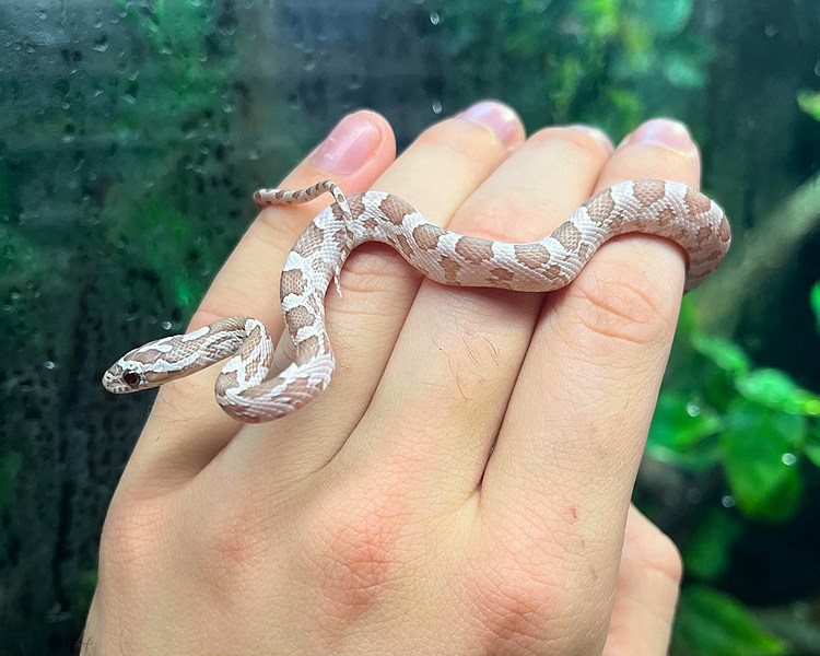 Ghost Corn Snake - Juvenile - Male