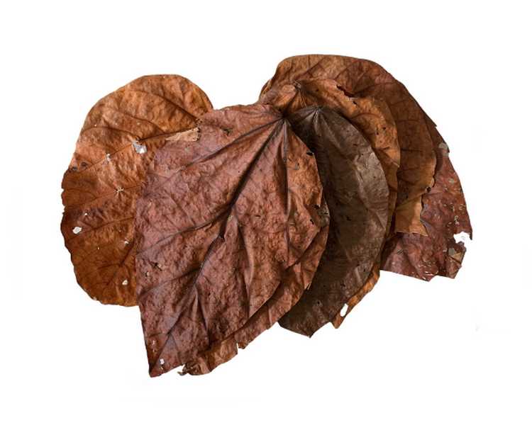 Halmilla Leaves - 10pcs