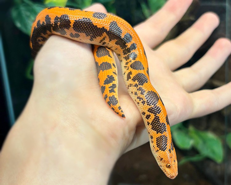 High Red Pure Cal Flame Sand Boa - Adult