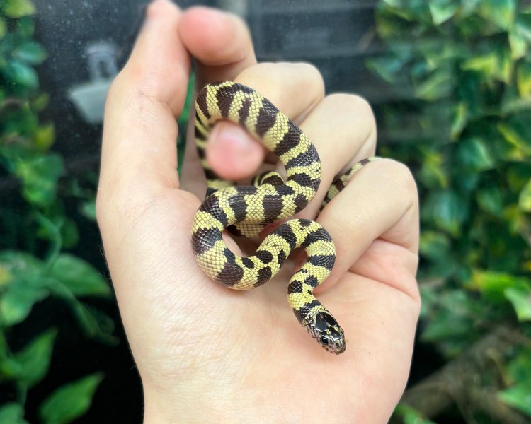 High White King Snake - Juvenile