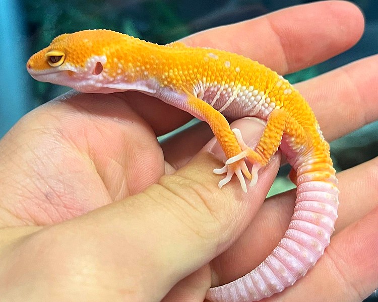 Hybino Leopard Gecko - Juvenile