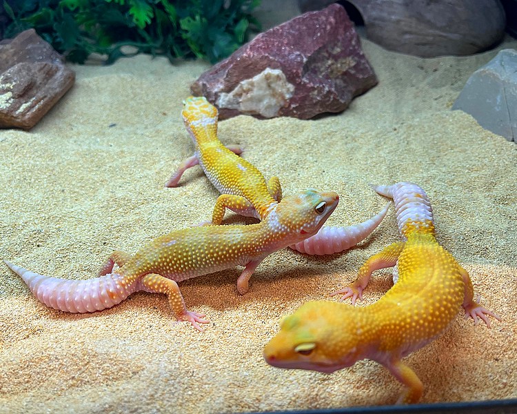 Assorted Hybino Leopard Gecko - Sub Adult