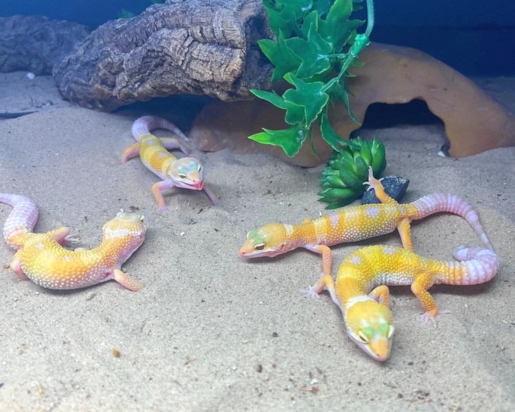 Assorted Hybino Leopard Gecko - Juvenile