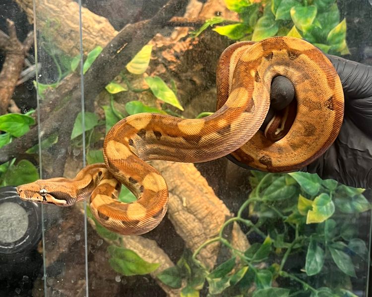 Hypo Aztec het Kahl Albino Boa Constrictor ~  Juvenile ~ Female