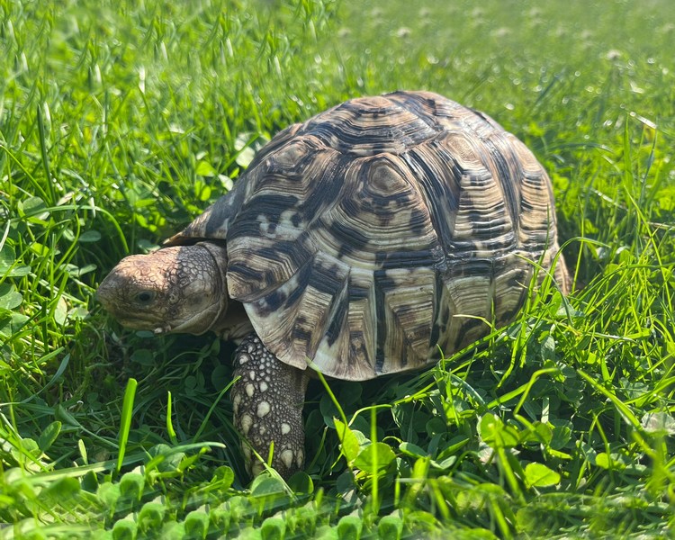 Leopard Tortoise - Sub Adult