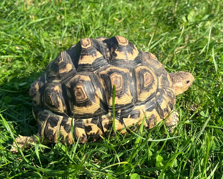 Leopard Tortoise - Sub Adult