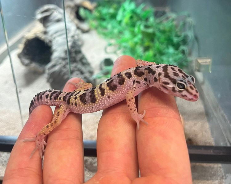 Montanus Leopard Gecko - Juvenile