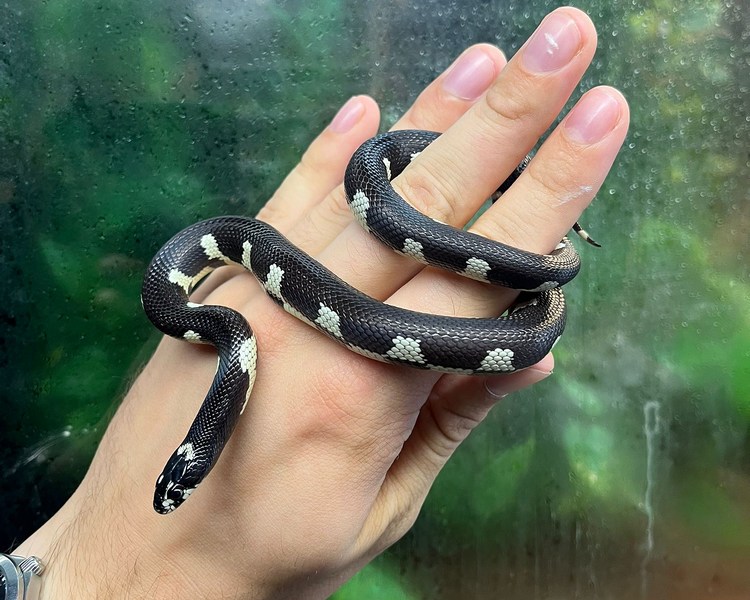 Mosaic King Snake - Female - Juvenile