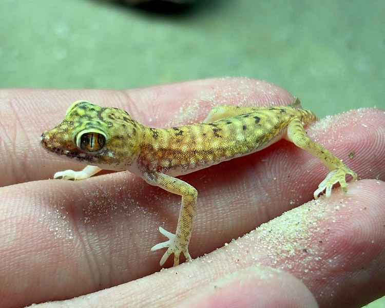 Petrii Sand Gecko ~ 6-8cm