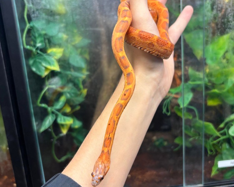 Scaleless Cornsnake - Sub Adult