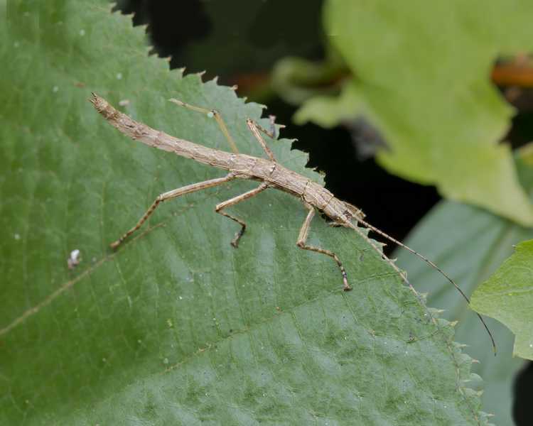 Sunny Stick Insect - Group of 3 - 5-10cm