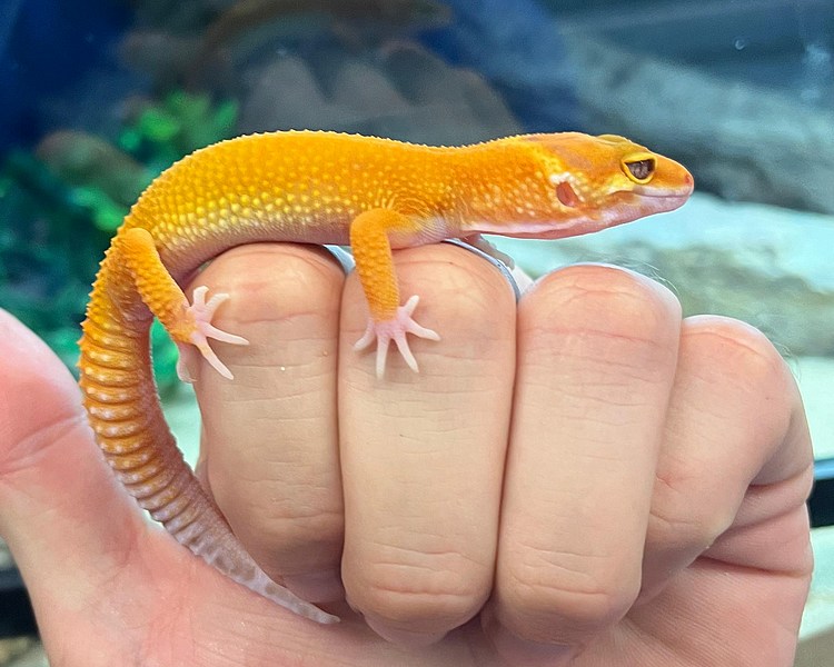 Super Hypo Leopard Gecko - Juvenile