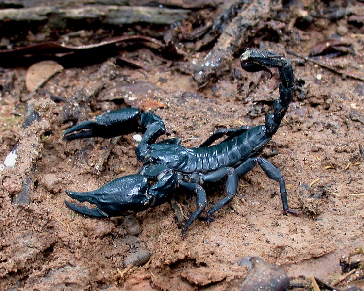 Vietnam Black Forest Scorpion - Adult